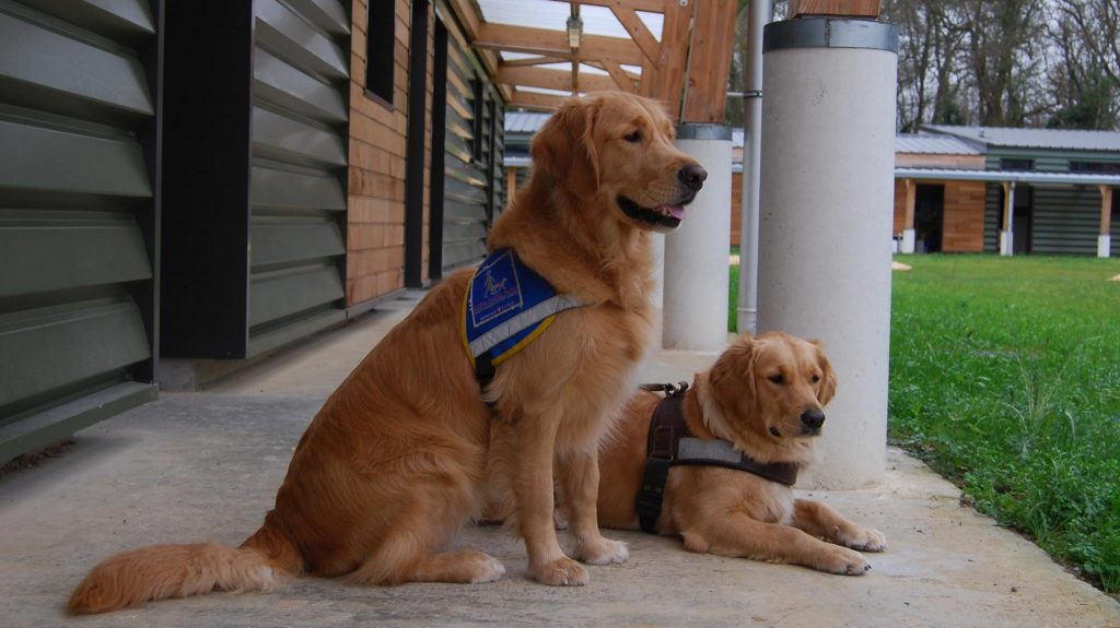 Quels Sont Les R les D une Association De Chiens Guides Pour Les 